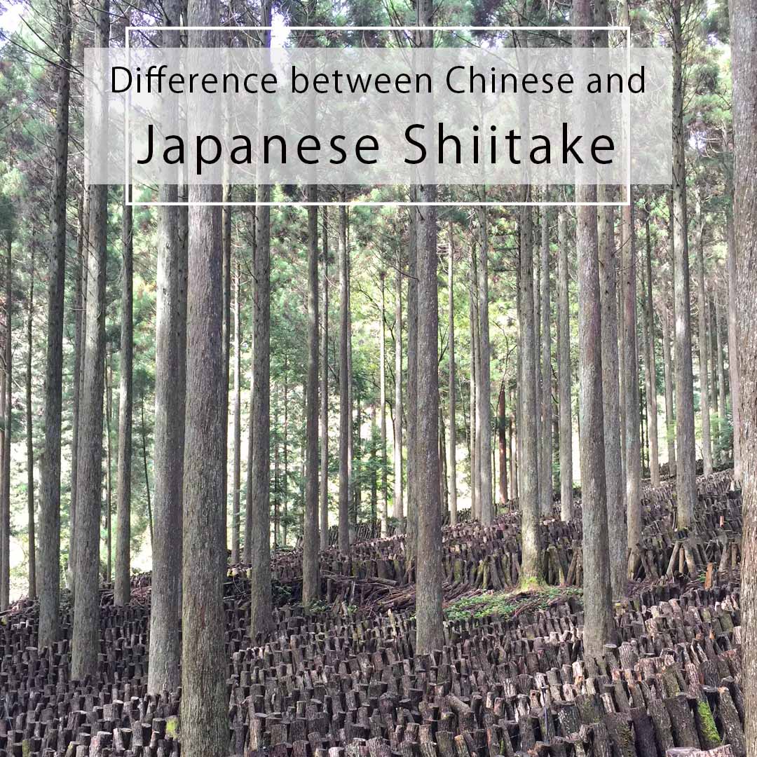 Difference between Japanese Difference between Japanese and Chinese Shiitake cultivation.and Chinese grown Shiitake.