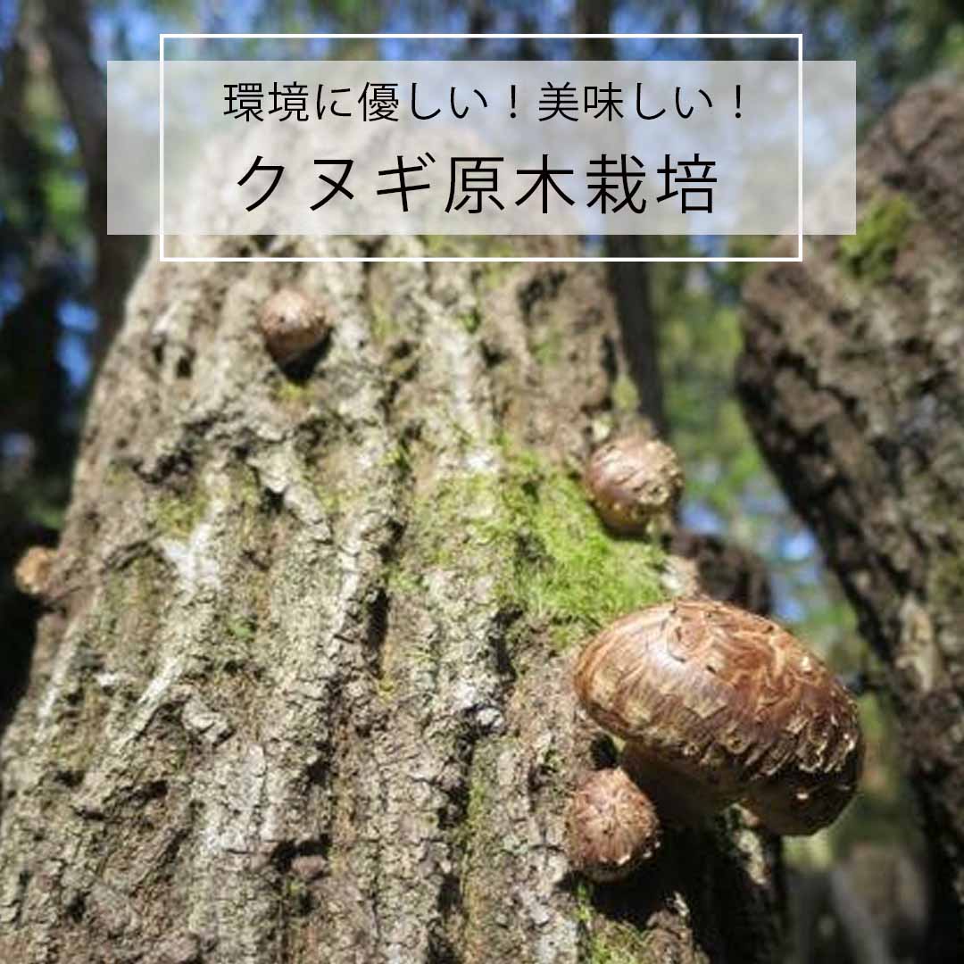 美味しい椎茸が採れるクヌギ原木栽培